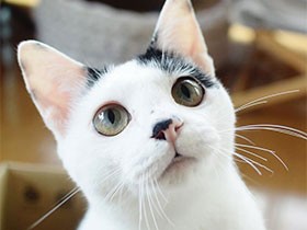２０１９つぶらな瞳で賞　ヅラ猫の「ユキ」
