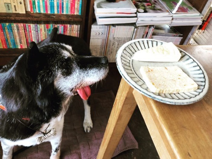 2019年４月、ココアとドッグカフェにて