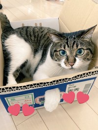 とりあえずどんな箱でも入ってみる=まりてつ(@marie_mamachan)さん提供