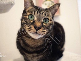 人懐っこくて、みんなのアイドル　猫の「リンタロウ」　