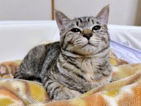 穏やかな表情が愛らしいビビちゃん（画像提供：KANAKO OGATAさん）