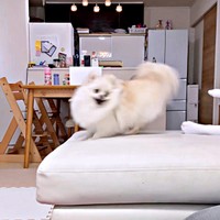 目が回りそう！？ 高速回転を続けるおーちゃん（画像提供：ポメラニアンのにんじゃ家さん）