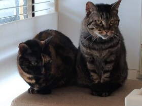 愛猫の健康のため、サプリを飲んでほしいけれど　２匹の食べ方の違いが明暗を分けた