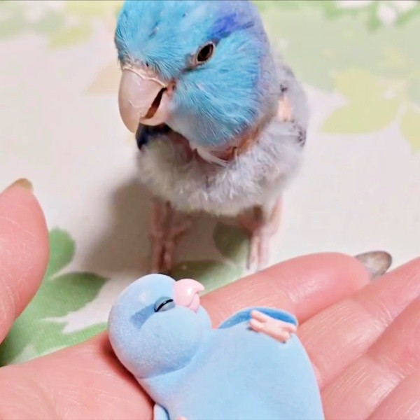 久々にフィギュアを目にしたルゥくん（画像提供：saekoさん）