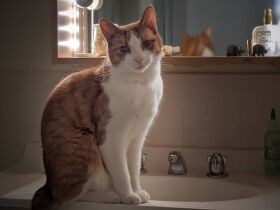 冷たくてもがまん！　手から水を飲むのが好きなMIX「ちょび」