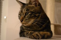 チビの香箱座り。どう？いい感じだニャ