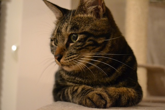 チビの香箱座り。どう？いい感じだニャ