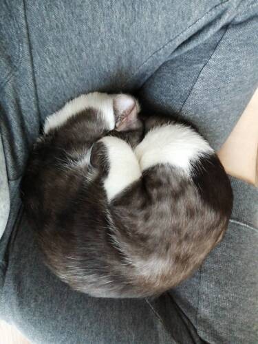 初にゃんもないと（愛子さん提供）