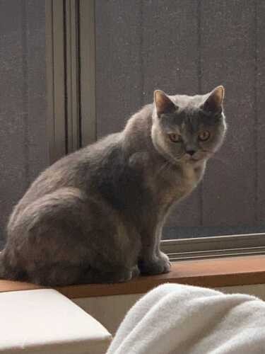 家にきたころの「あめ」