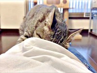 トレーナーの中に顔をうずめるかえでちゃん（画像提供：琥みっちゃきぃ@保護猫さん）