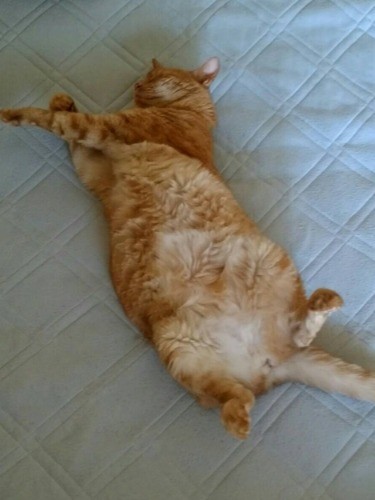 「安心すると、おなかもみせるわ