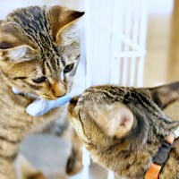 姉猫に匂いをくんくんされるれんれんくん（画像提供：キジあにゃさん）