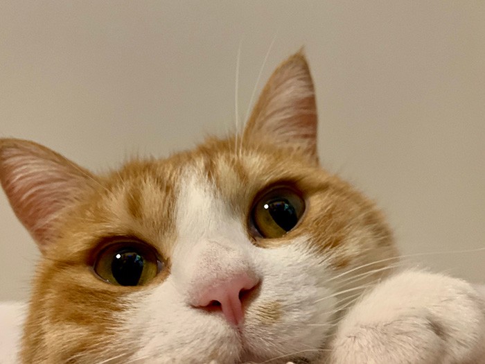 ごろりんの素直な瞳が好きです