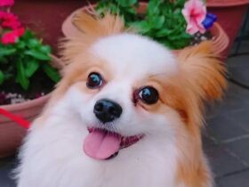 家族はもちろん、職場でも「会長」と呼ばれて愛される　パピヨンの「ベル」