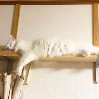 外での生活はすっかり忘れて、家の中でまったりくつろぐ