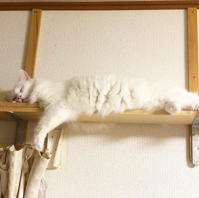 外での生活はすっかり忘れて、家の中でまったりくつろぐ