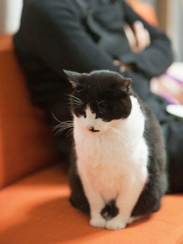 「おばちゃんさ、連ドラばっかり見てないでさ、俺の背中なでて」（小林写函撮影）