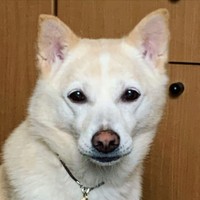 １０歳になったつぼみちゃん。目元が優しい