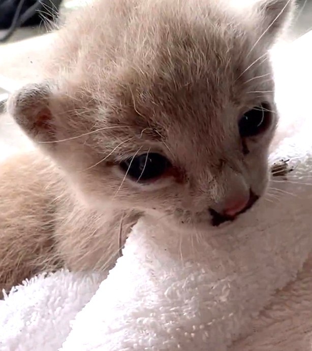 無事に保護された時の子猫（湯楽めぐりさん提供、Xよりキャプチャ撮影）