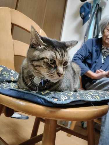 実家にいた時は、餌やしつけはお母さんが担当。「ばあちゃんは『じいちゃんはトラと寝てるだけで、全部私が面倒みてる』だって。僕がいるとじいちゃんとの会話が増えたみたい」（信之さん提供）