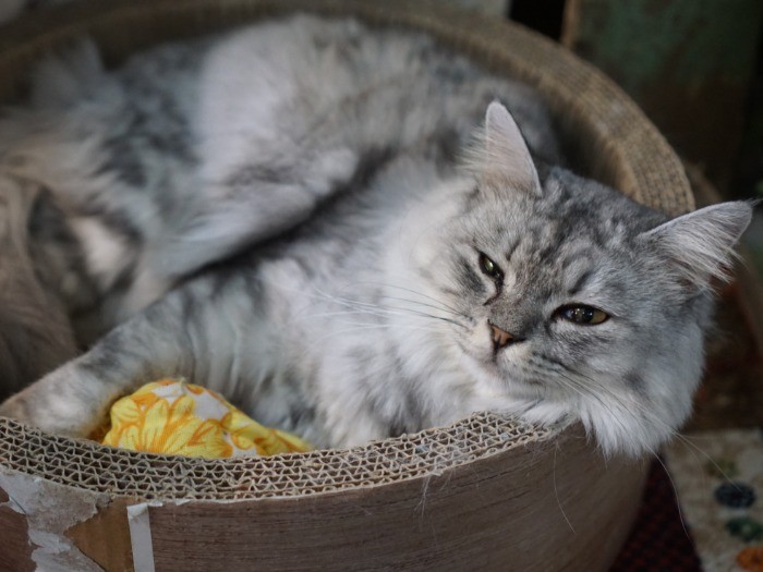 みけおの友達、副店長ふっくん。成田駅前に箱にいれて捨てられていた