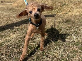 パナソニック保護犬猫譲渡会　認定NPO法人アニマルレフュージ関西から参加予定の犬たち（８） 