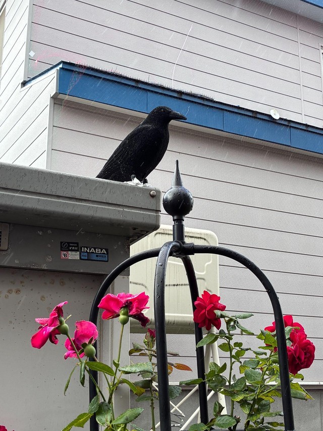 設置しているカラスの模型（たいちょさん提供）