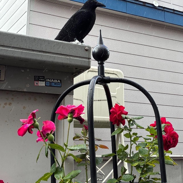設置しているカラスの模型（たいちょさん提供）