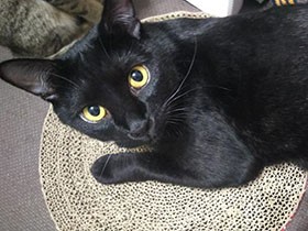 マンション10階の廊下に、なんと子猫　住民が保護し新しい家へ