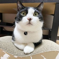 飼い主さんを見上げる初ちゃん（画像提供：はっちゃんムーさん）