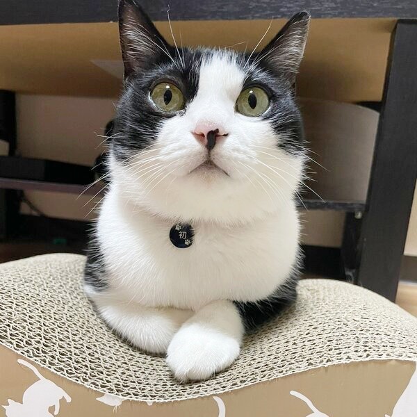 飼い主さんを見上げる初ちゃん（画像提供：はっちゃんムーさん）