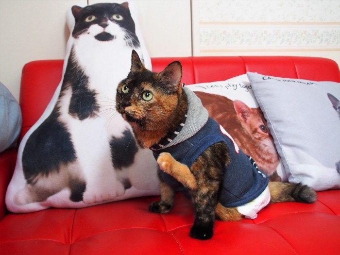 後ろの大きなクッションは、特注のクロマメクッション