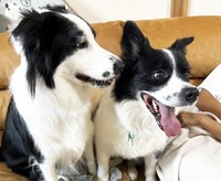 「本当の家族」のお家での楓汰くんと先住犬。いつも笑顔で過ごしています