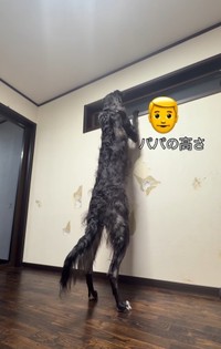 身長172センチのパパさんよりも高い！（「BORZOI WILL &ROBIN」さん提供、Instagramよりキャプチャ撮影）