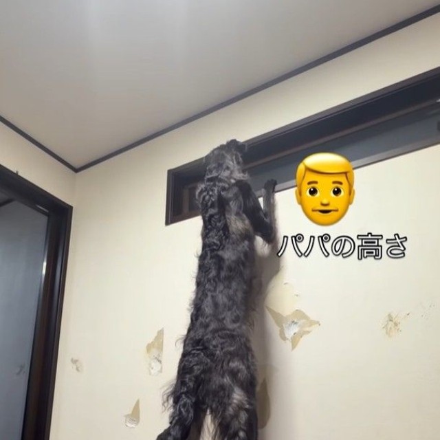 身長172センチのパパさんよりも高い！（「BORZOI WILL &ROBIN」さん提供、Instagramよりキャプチャ撮影）