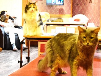 猫カフェでもミーアキャットが副店長！？　フェレットやトカゲも