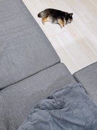 ひんやりしたフローリングの上でゴロン！ 寝そべるみつばちゃん（画像提供：みつばさん）