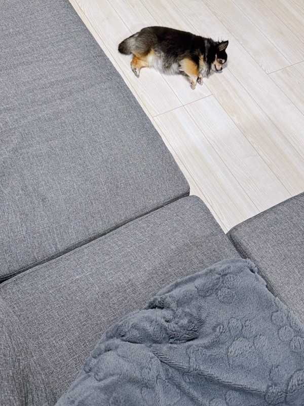 ひんやりしたフローリングの上でゴロン！ 寝そべるみつばちゃん（画像提供：みつばさん）