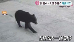 クマの出没が宮城県では７月になり減少　専門家に聞く