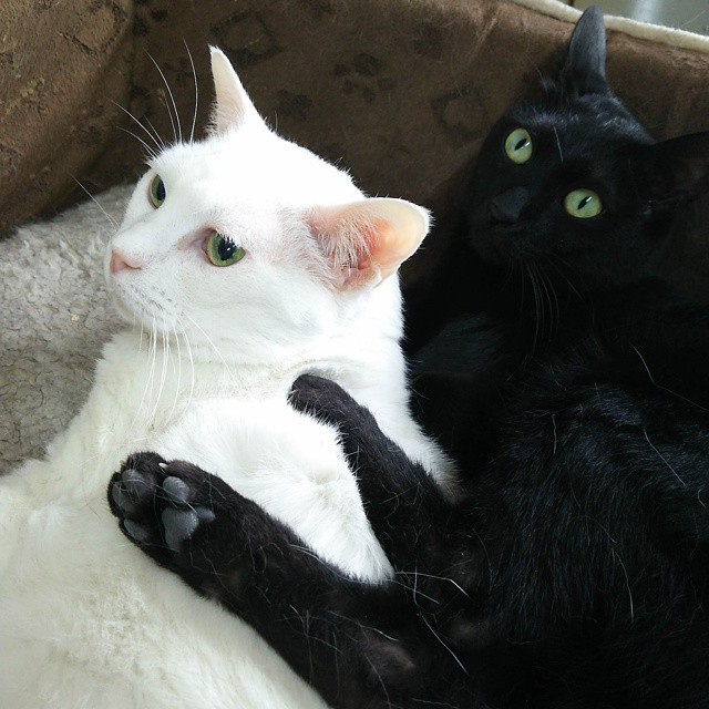 猫の出産に偶然立ち会う １匹の猫との出会いで保護猫三昧の暮らしが始まる｜まいどなニュース