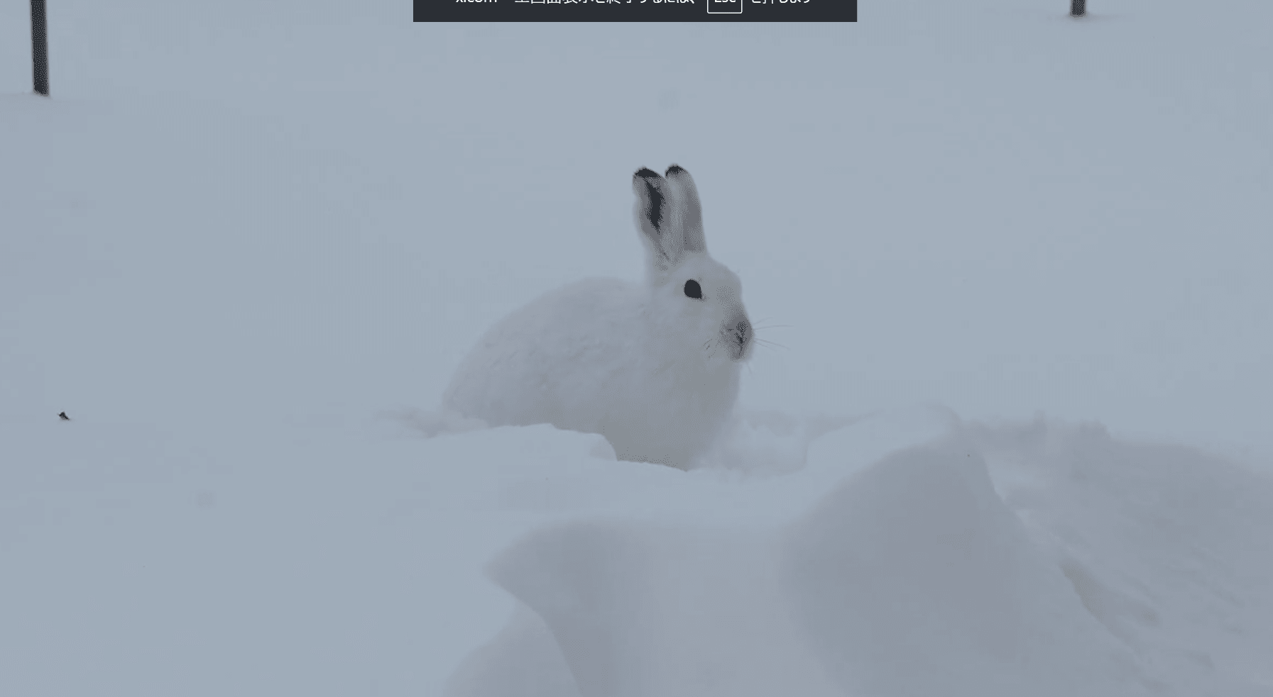 保護色で目と耳だけハッキリ