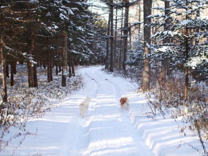 歩きにくいが付き合う