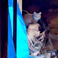 火事後の廃墟にいたチャトランくん（画像提供：えみちゃんさん）