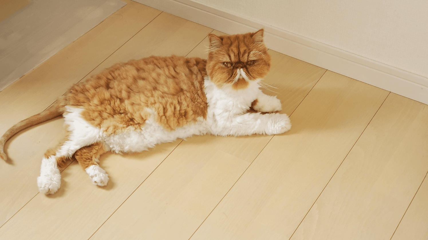 少しのびて、イノシシの子「ウリ坊」みたいになった猫さん 画像提供：ぽぽにゃむと猫さん
