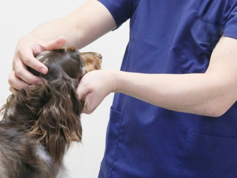 獣医ってどんな仕事？　学部が半世紀ぶりに新設されるって？