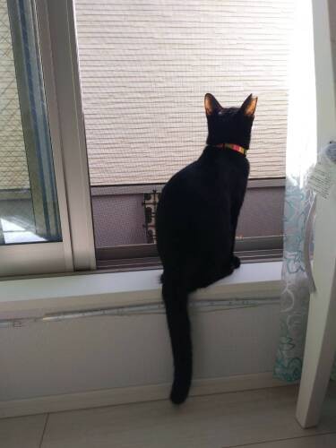 隣の家の屋根にいるハトをじーっと見ることも。時々カーテンを上る忍者にも変身します（Aさん提供）