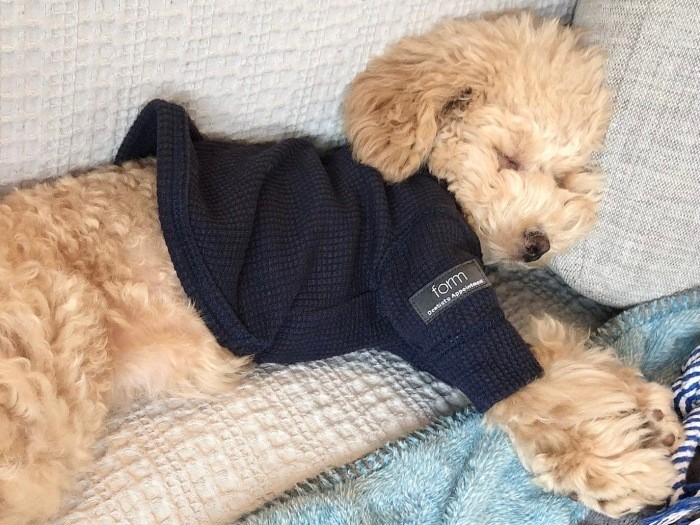 UG合宿後、お散歩に疲れ、初めてケージの外で寝た！（お母さん提供）