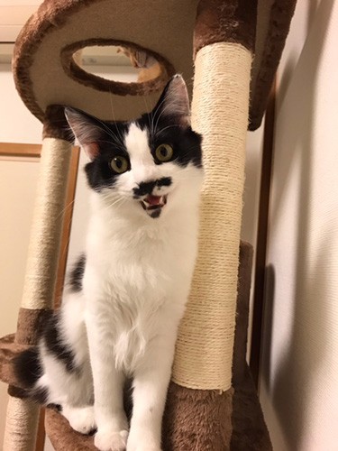 ボンネットから救出されたラッキーボーイが家族をハッピーに。「僕、小夏ちゃんと家族と一緒で幸せ。ママも笑顔が増えたよ」（まりさん提供）