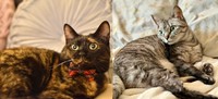 コルメルさんの愛猫、コルちゃん（左）と、メルちゃん（右）（画像提供：コルメルさん）