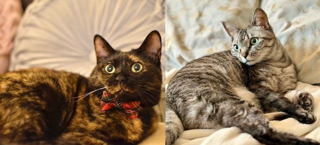 コルメルさんの愛猫、コルちゃん（左）と、メルちゃん（右）（画像提供：コルメルさん）